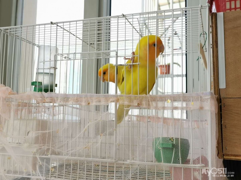 出金面澳桂幼鸟一只