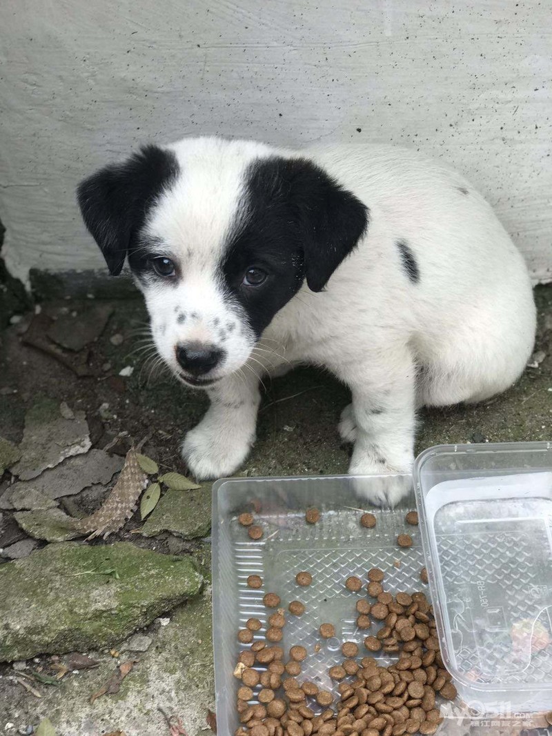 奶牛犬寻找爱心满满的主人陪伴 猫狗总动员 梦溪论坛 镇江,时事