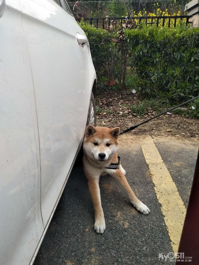 家养柴犬生了4只小财犬