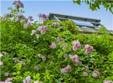广夏新村西围墙开满蔷薇花