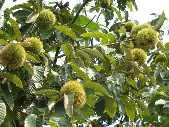 看,果实累累的毛栗子树