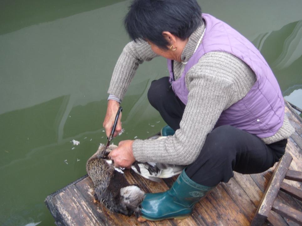 凯美瑞之食蟹一族--固城湖fb实录