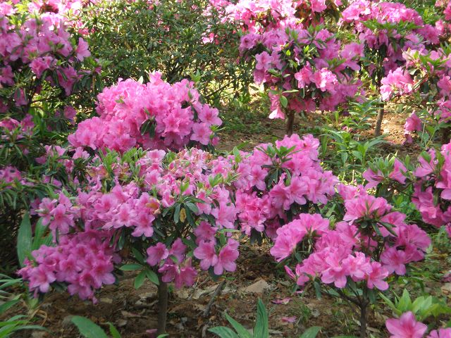 镇江市第十届市花节今日盛大开幕