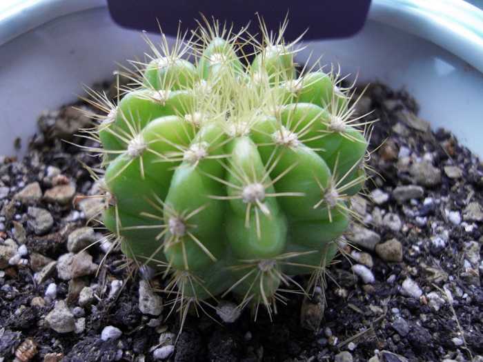 金盛球——仙人球属