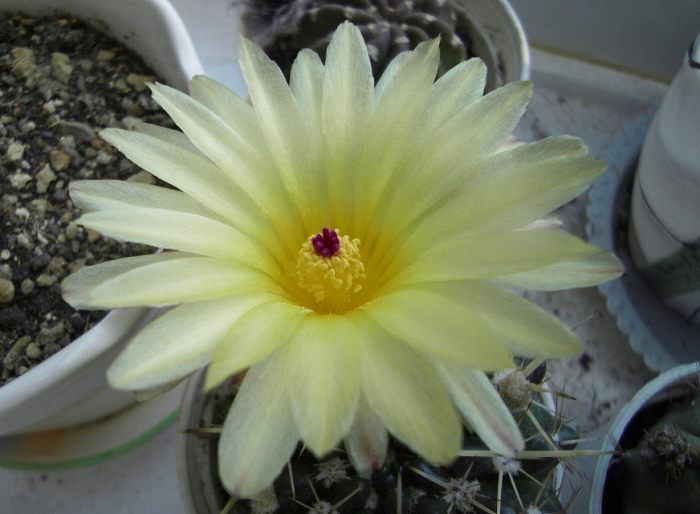 花草植物,我的宠爱