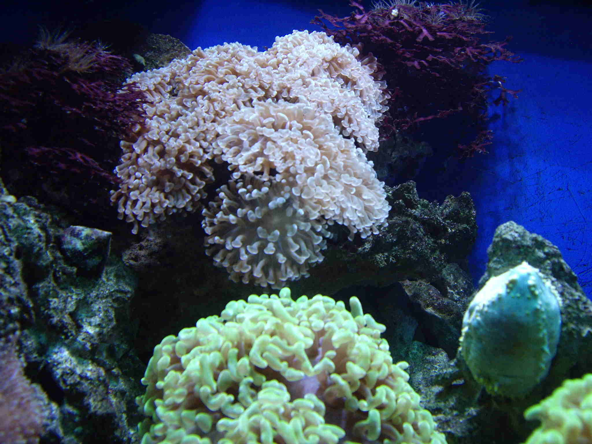 大连圣亚珊瑚世界海洋世界