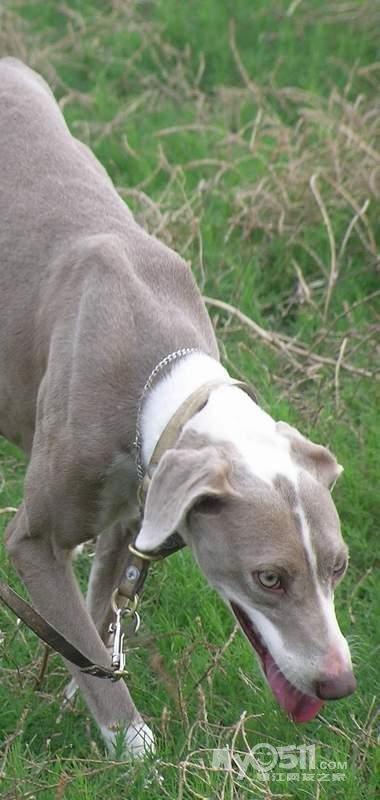 江苏唯一的康熙猎犬在镇江