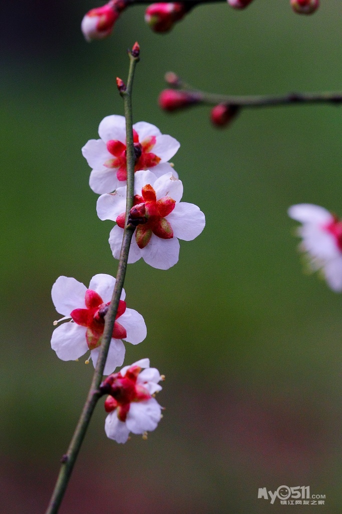 早春花艳 - 快乐老家 - 梦溪论坛 镇江,时事,招聘,求职,社区,房产