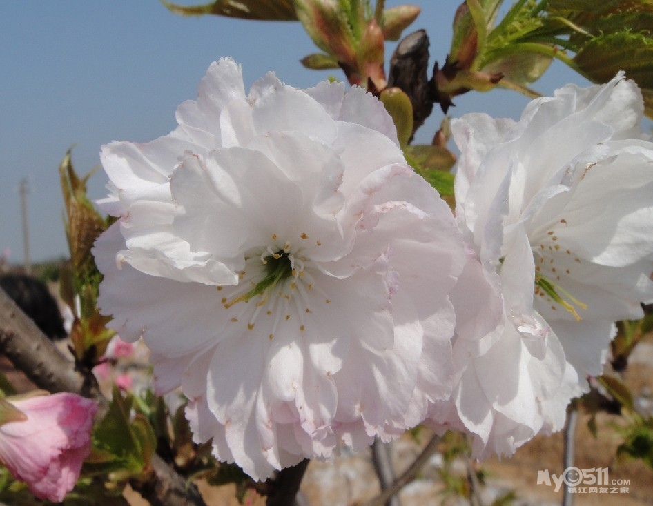 到句容市天王镇赏浪漫樱花,海棠花,油菜花