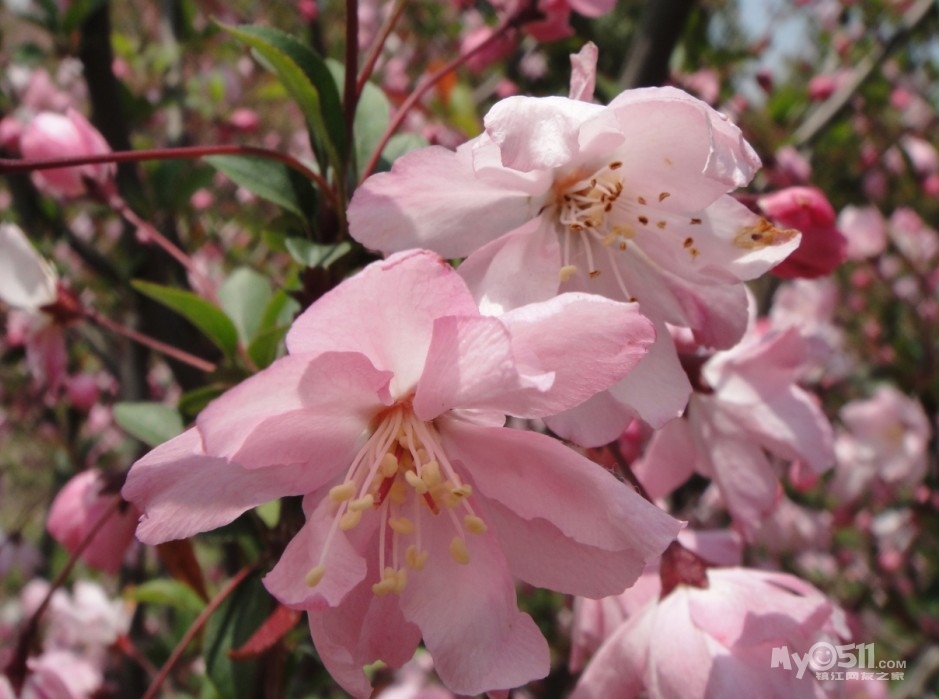 到句容市天王镇赏浪漫樱花,海棠花,油菜花
