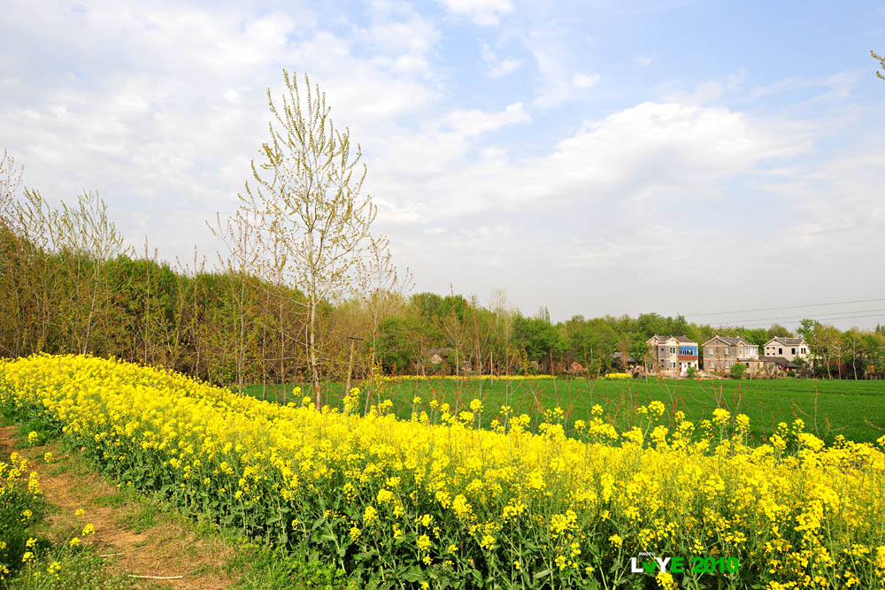 lll 美丽的扬中新坝-----新坝风光摄影作业 lll