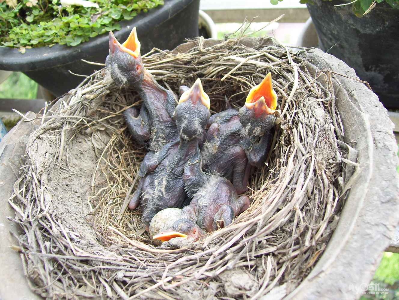 我家阳台鸟坐窝,下蛋孵蛋,真忙碌! 小小鸟羽翼丰满,飞翔那广阔的天空!
