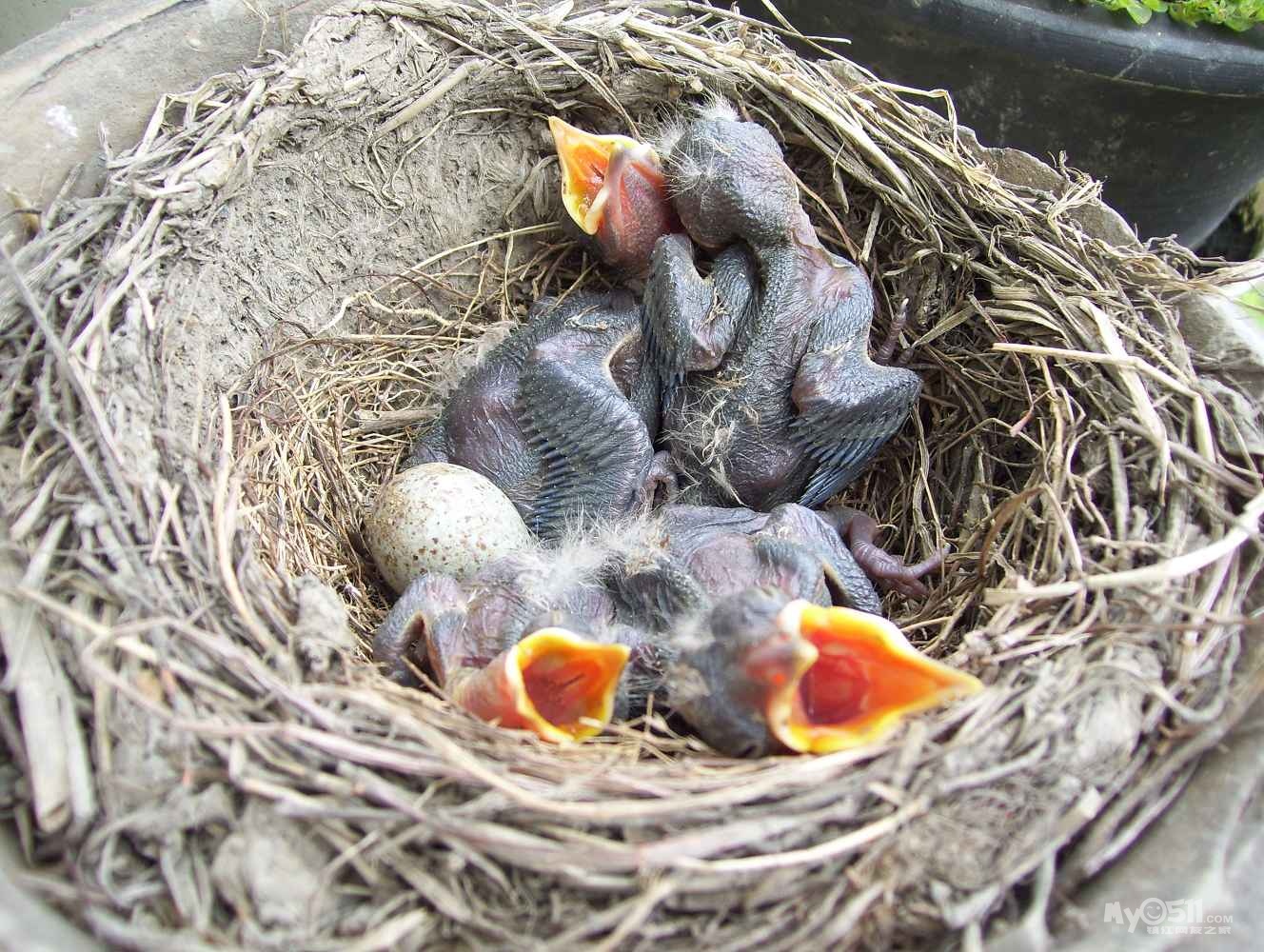 我家阳台鸟坐窝,下蛋孵蛋,真忙碌! 小小鸟羽翼丰满,飞翔那广阔的天空!