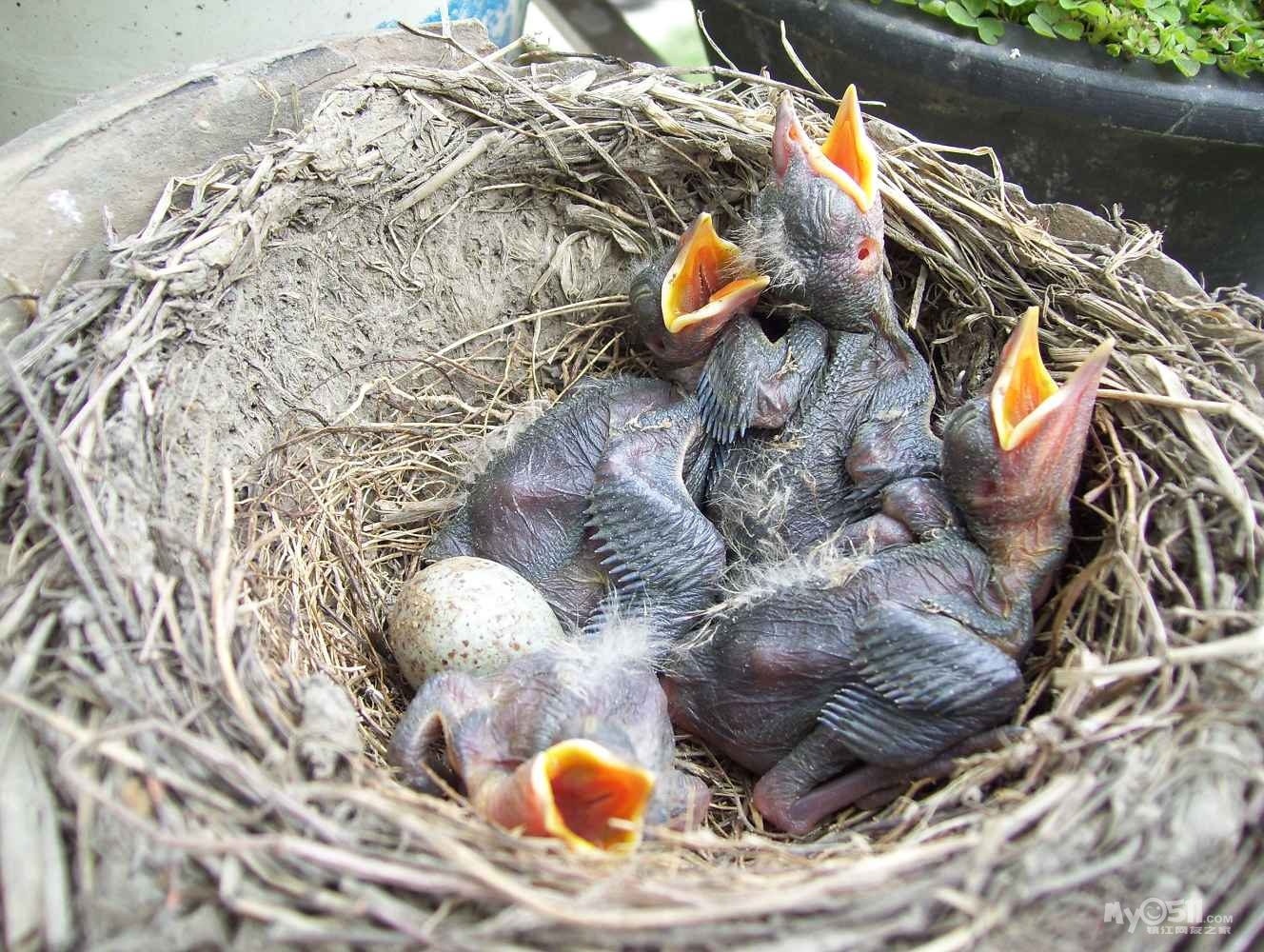 我家阳台鸟坐窝,下蛋孵蛋,真忙碌! 小小鸟羽翼丰满,飞翔那广阔的天空!