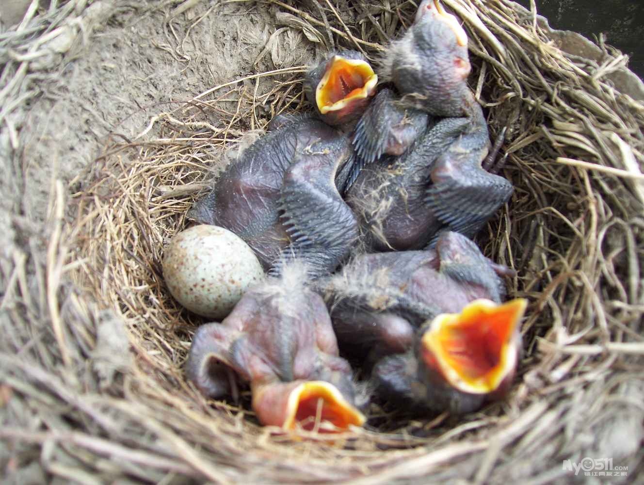 我家阳台鸟坐窝,下蛋孵蛋,真忙碌! 小小鸟羽翼丰满,飞翔那广阔的天空!