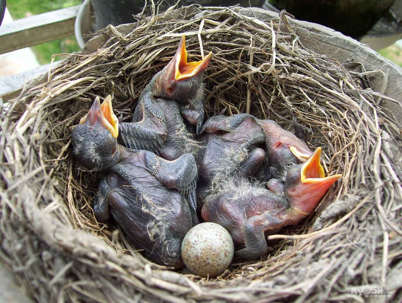 我家阳台鸟坐窝,下蛋孵蛋,真忙碌! 小小鸟羽翼丰满,飞翔那广阔的天空!