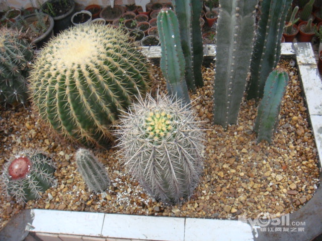 多肉植物如何生长茂盛 100827110424722b10fa219e34.jpg