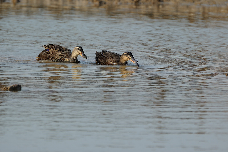标题: 长江边-野鸭