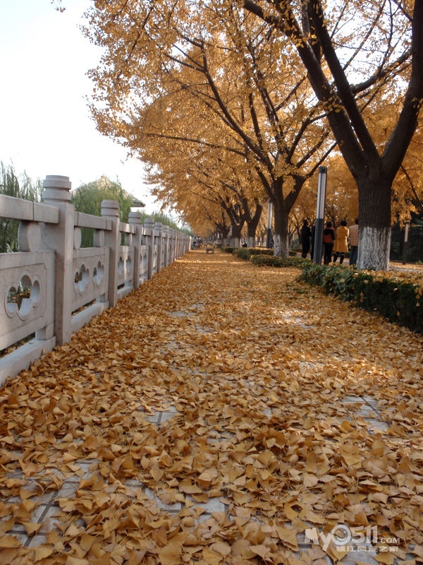 2010年11月20日-魅力江都行-黃金大道景-開心美食記