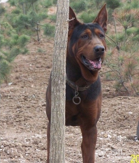 猛犬苏联红￥￥￥￥￥￥￥￥￥￥￥￥￥￥￥ - 猫狗