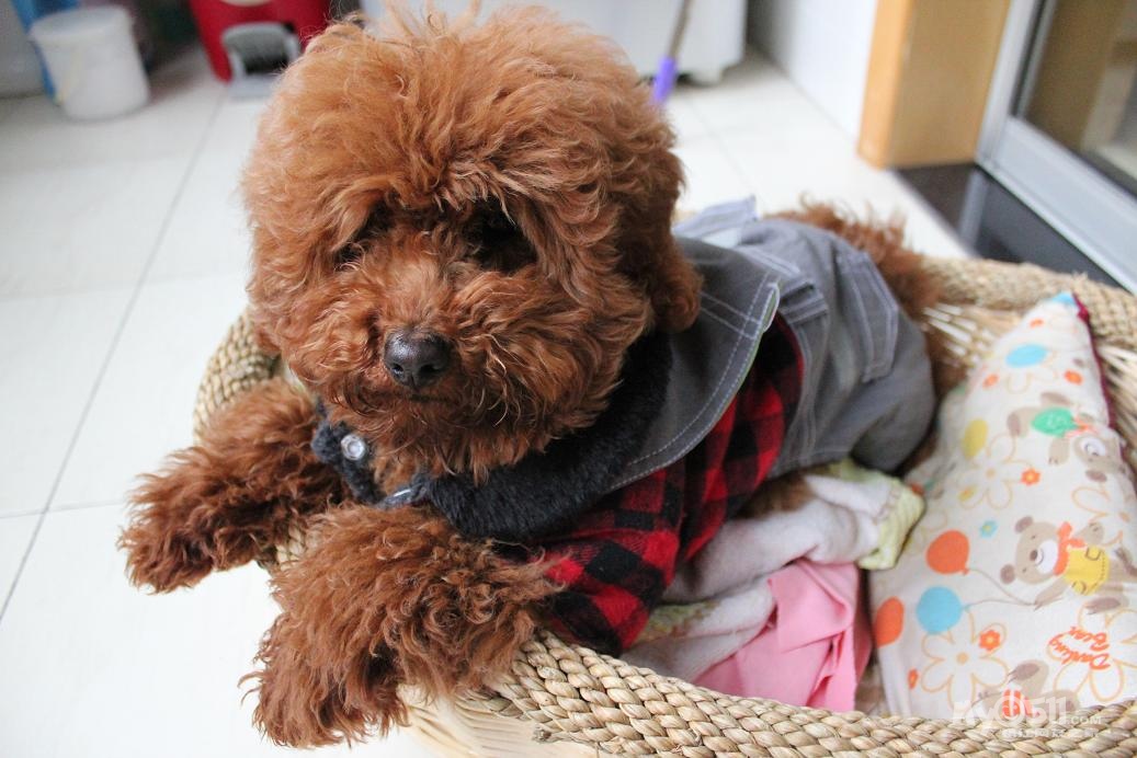 转让一只公泰迪,红色,快6个月大,家里狗狗用品全部赠送