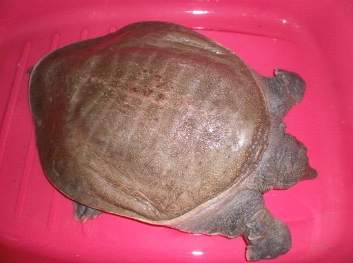 溪论坛 佛禅般若 03 镇江地区放生消息汇总贴   祈愿松吉泽仁仁波切