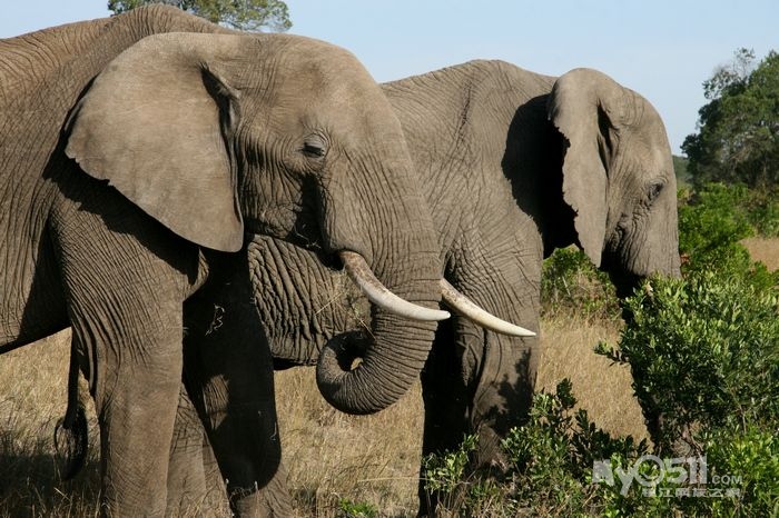 动物王国(动物的家园)肯尼亚 现代都市迪拜