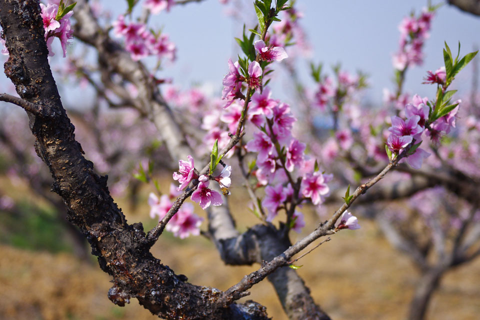 镇江南郊嶂山村清明看油菜花赏桃花