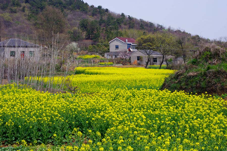 镇江南郊嶂山村清明看油菜花赏桃花