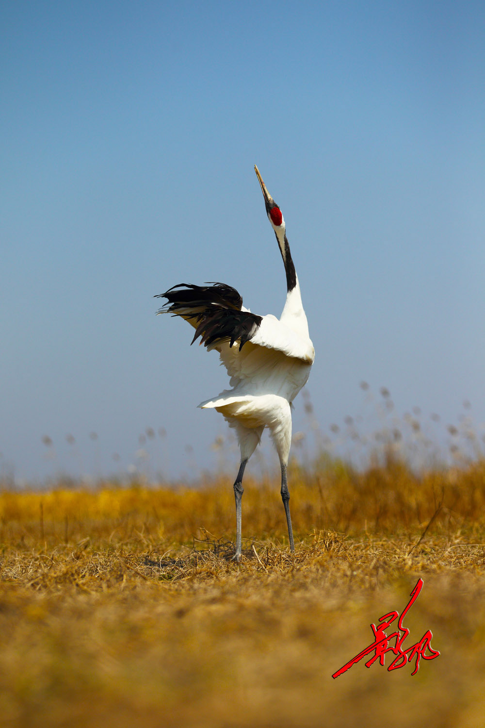 发几张单顶鹤---------------发几张单顶鹤----------发几张单顶鹤