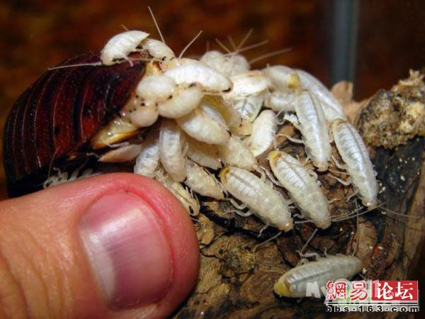 蟑螂妈妈生宝宝过程