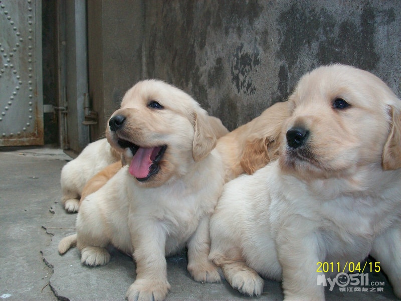 金毛珊蒂和泰森的baby满月了 - 宠物交易 - 猫狗总动员 梦溪论坛 镇江
