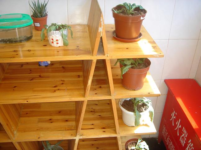 宝贝们用自己的小手种植洋花萝卜,体验集体劳动的快乐!