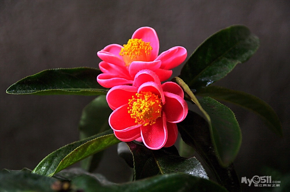 第一次见到越南茶花