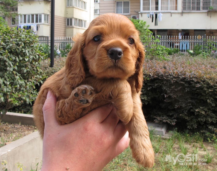 家庭繁殖可卡出让三只 - 宠物交易 - 猫狗总动员 梦溪论坛 镇江,时事