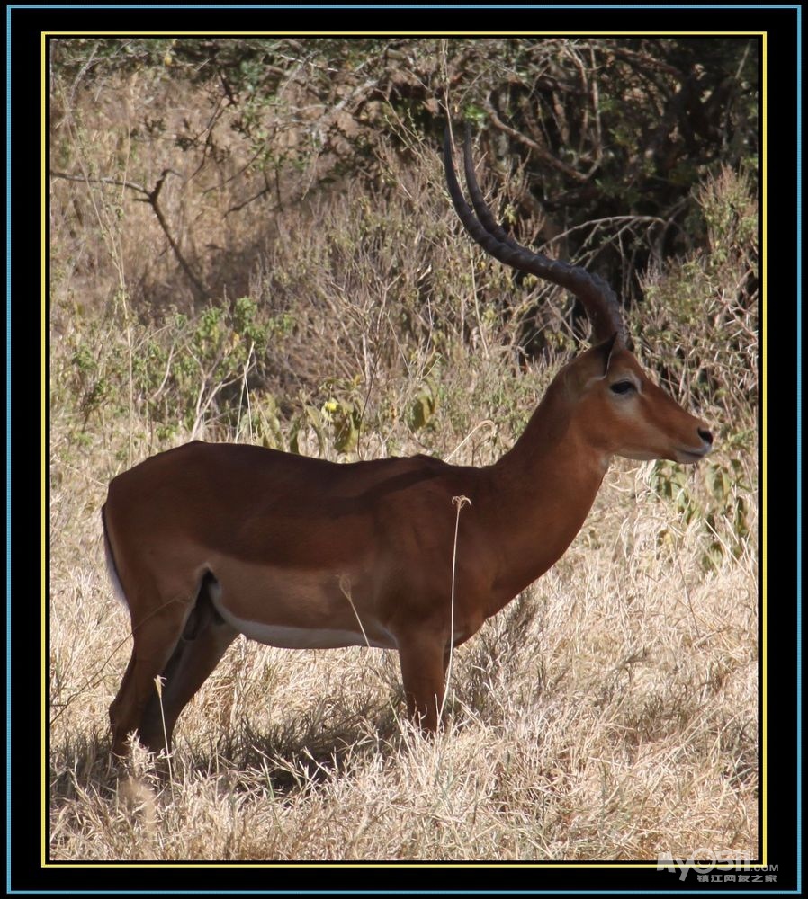 动物王国(动物的家园)肯尼亚 现代都市迪拜