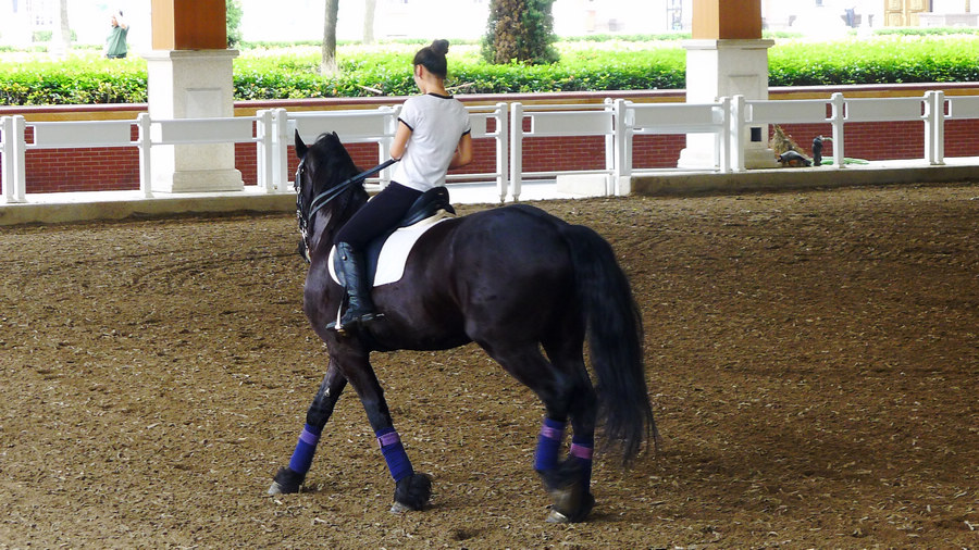 **江阴**海澜之家**马术**