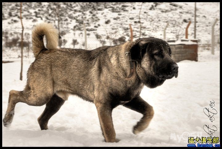 世界最猛的狗—坎高(比特,高加索都是浮云)有视频