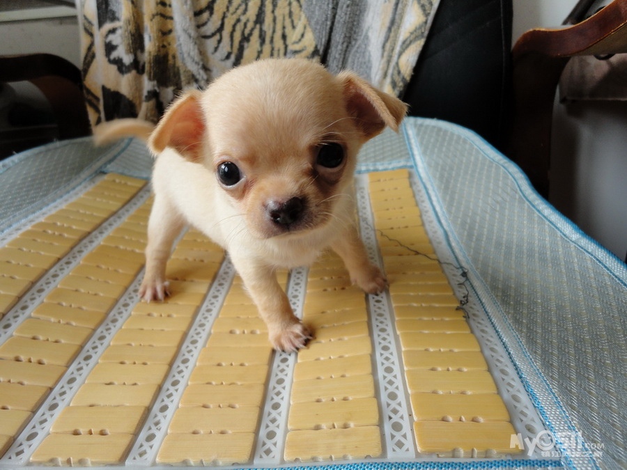 ******金娃娃小宝宝满月了******