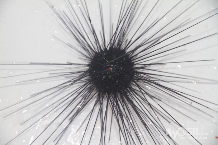 海胆的眼睛   海胆有眼睛