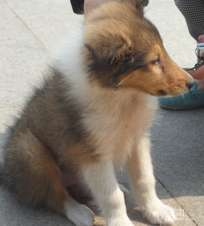 代朋友出两个月大苏牧一只