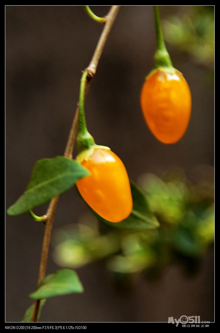 馋人的——黄枸杞.