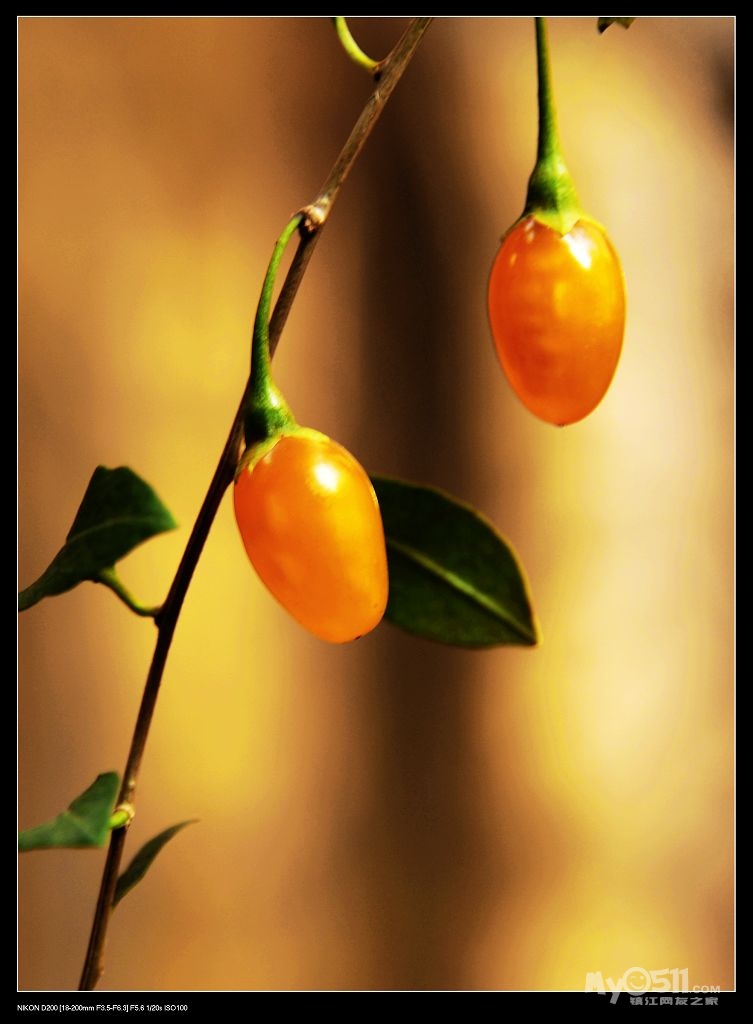 馋人的——黄枸杞.