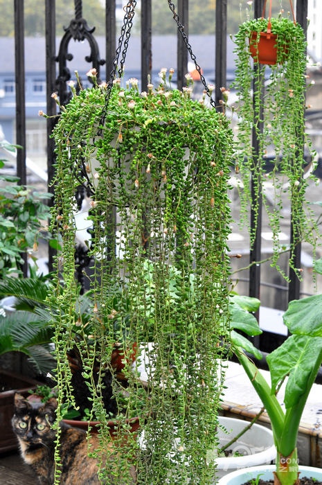 翡翠吊兰(情人的眼泪)