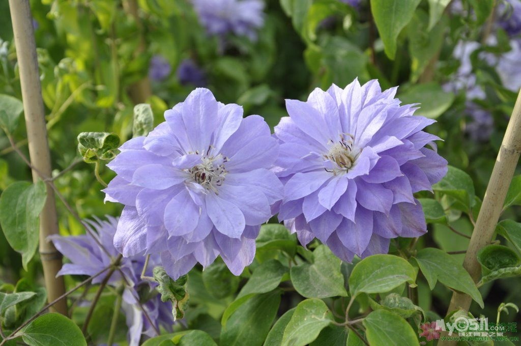 *0511镇江花友群秋季团购* 铁线莲 欧月 木槿 团购品种介绍帖