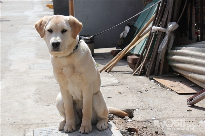 拉布拉多犬母犬照片图片