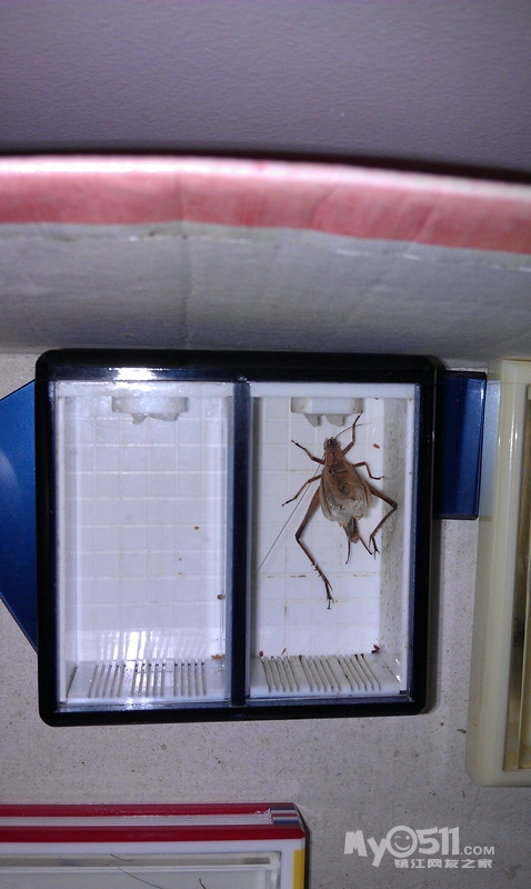 鸣叫着的宝塔蛉