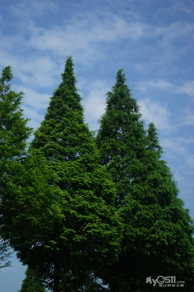 松柏树低价转让