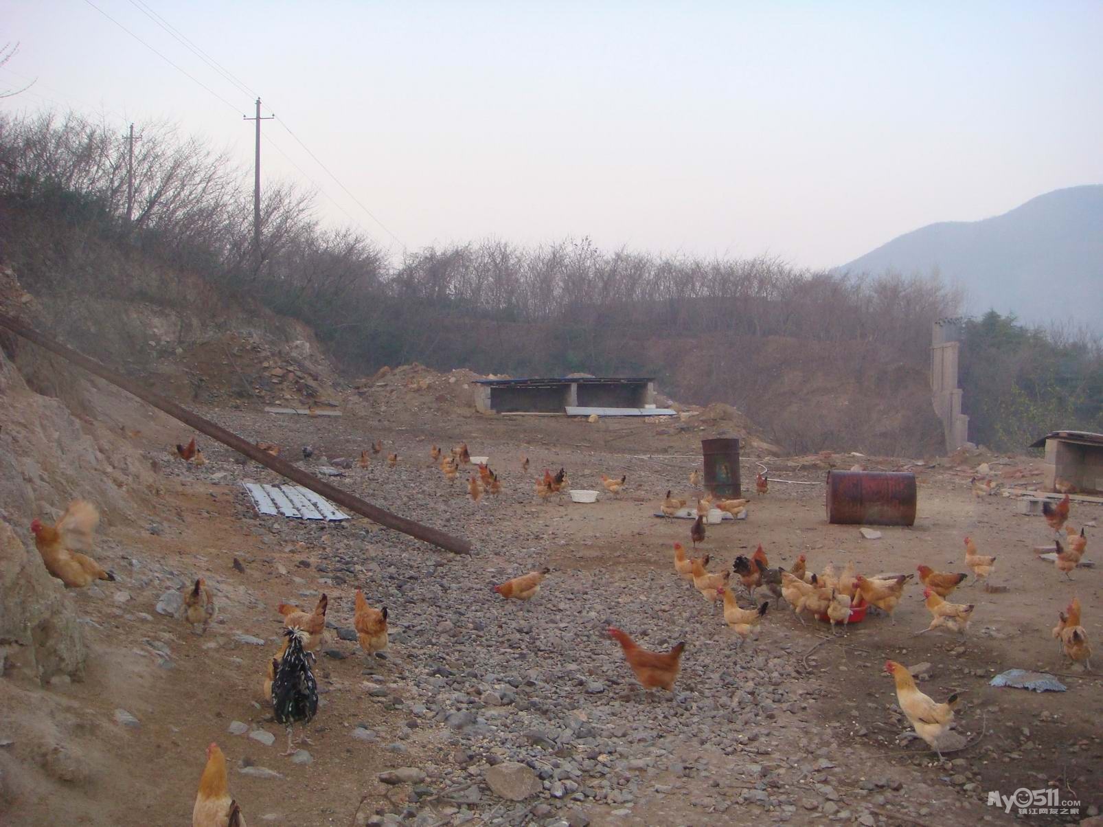 北京正大平谷养鸡场图片