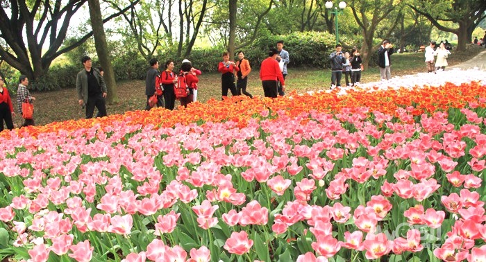 無錫鬱金香——觀賞正當時……(4月14日攝於無錫梅園)